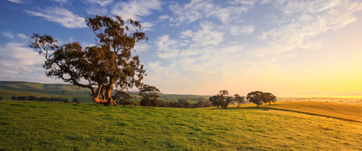 Un campo cubierto de césped con un gran árbol y colinas onduladas al fondo.