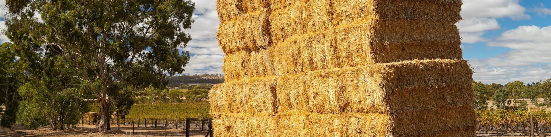 Clare showing tranquil scenes and farmland