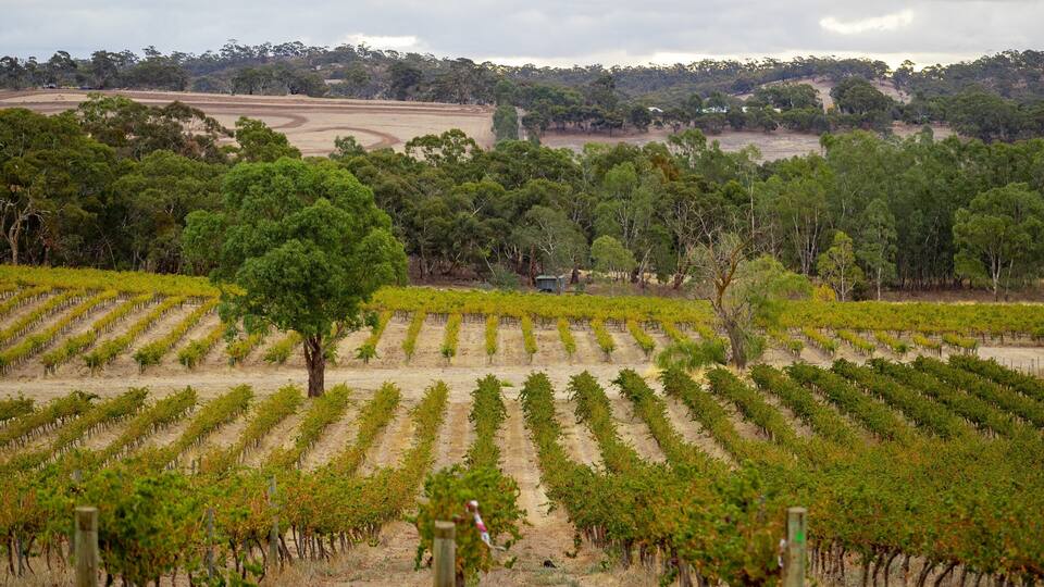 A vineyard with rows of grapevines, a prominent tree in the foreground, and a hilly landscape with scattered trees in the background.