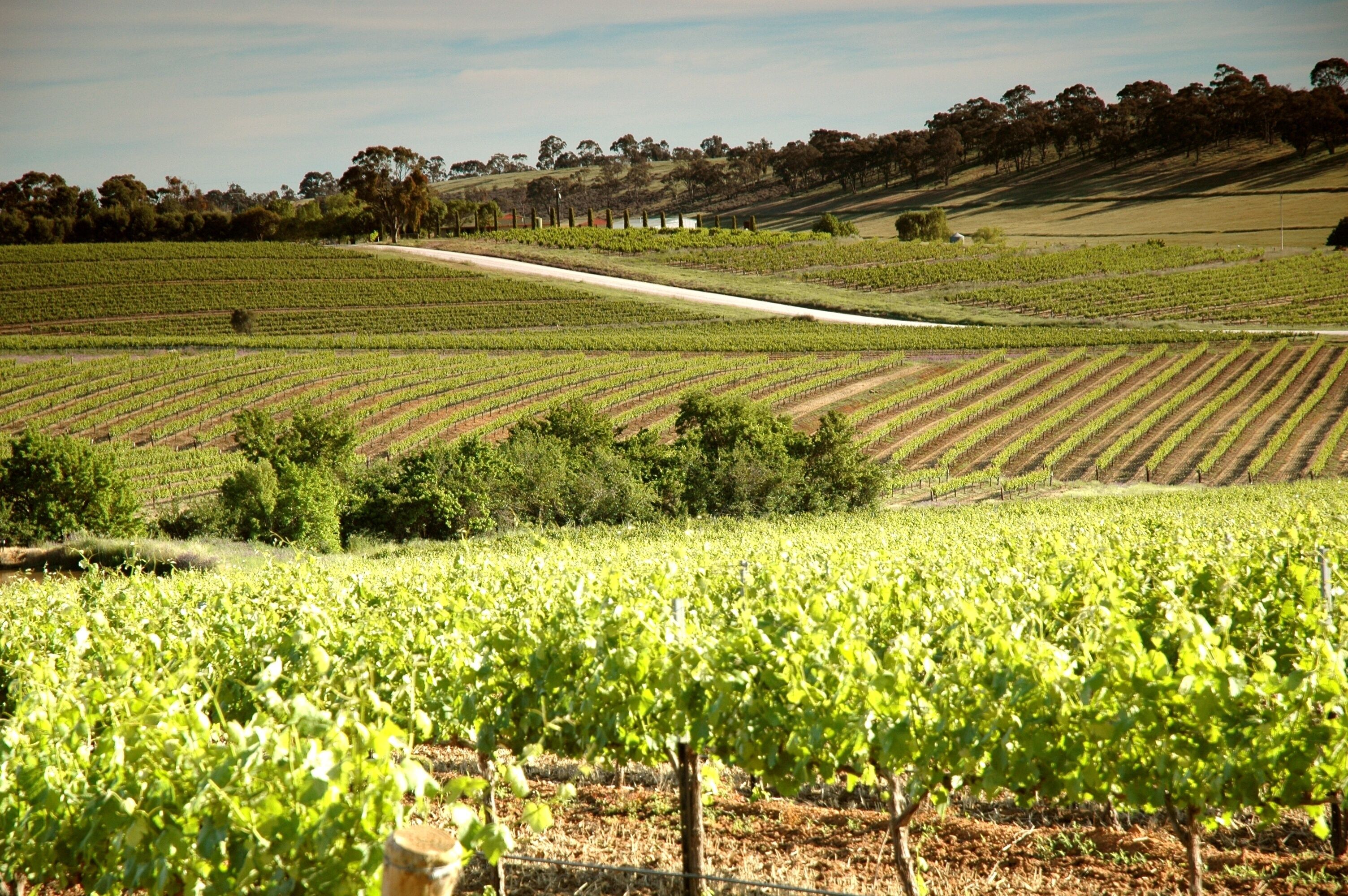A vineyard with rows of grapevines, a dirt path, and a hilly landscape with trees in the background.