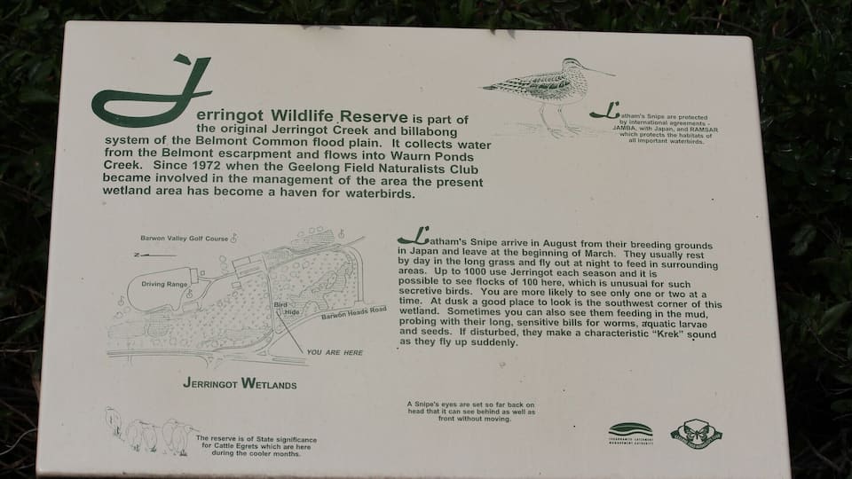 Belmont Common is one of my favourite birdwatching areas in Geelong. There is a bird hide at Jerringot Wildlife Research. You get a lot of waterbirds in the area and also the occasional bird of prey. It's well known for crakes, rails and lathams snipe. #localgem