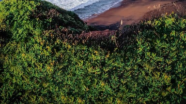 Un paisaje costero con una playa arenosa, olas oceánicas y un acantilado con vegetación.