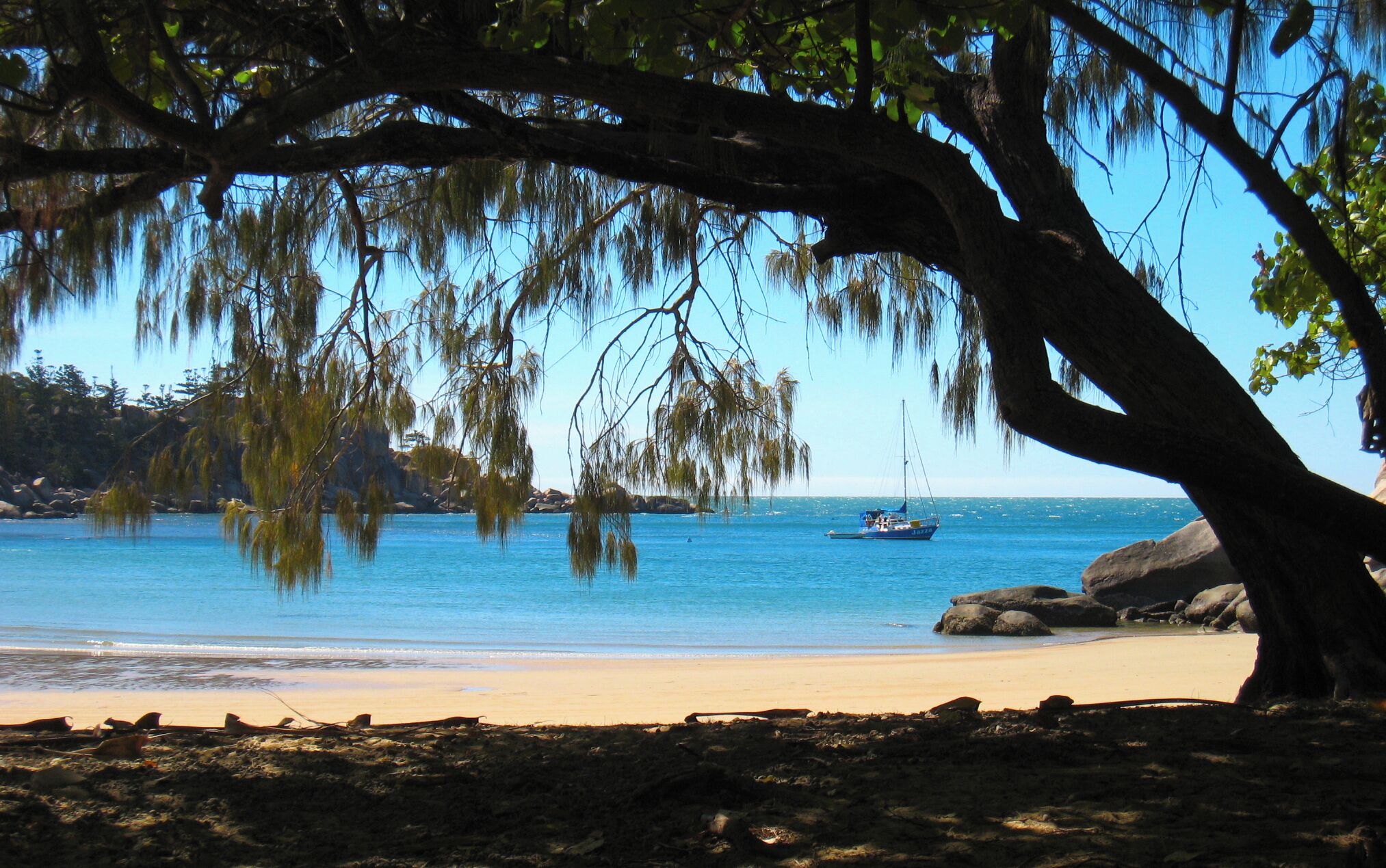 A beach with clear blue water, a boat, and a large tree with hanging branches.