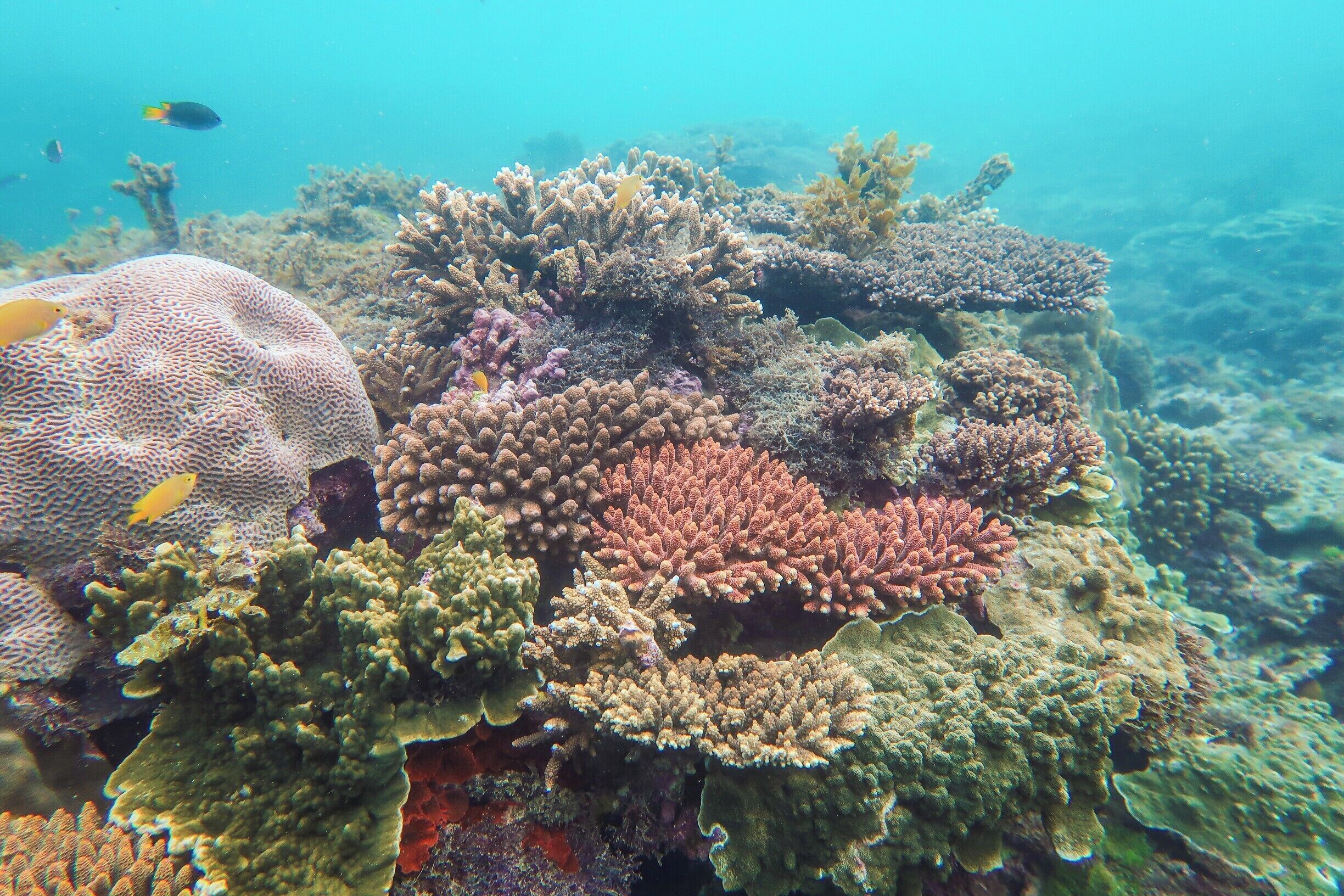 Snorkeling around Magnetic Island off of Townsville is a must! there are quite a few amazing reefs waiting to be explored