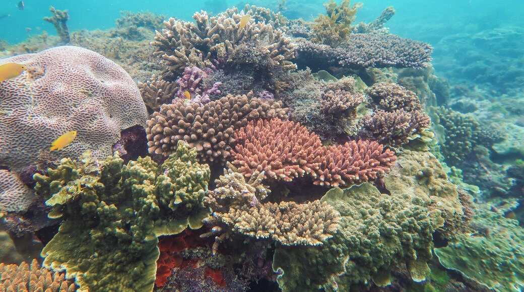 Snorkeling around Magnetic Island off of Townsville is a must! there are quite a few amazing reefs waiting to be explored