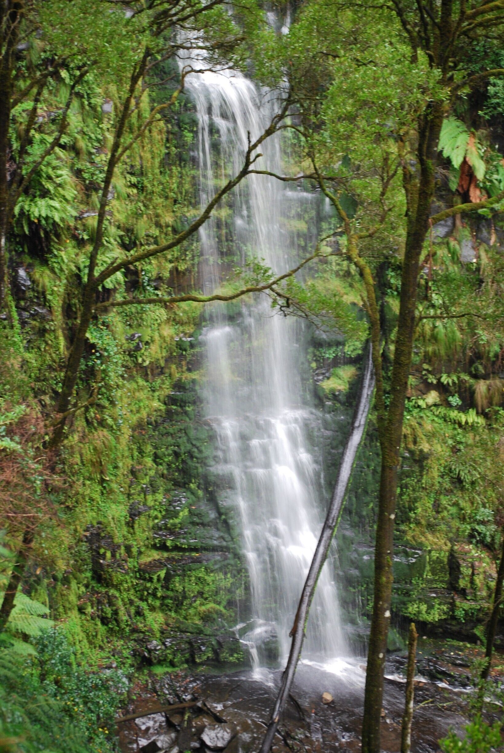 Beautiful waterfall in the Otways, definitely lives up to the hype. There are multiple places to view the falls.

For nature lovers, there is birdlife and fungi everywhere. The walk is popular, though, so you some of the wildlife may be scared away #localgem