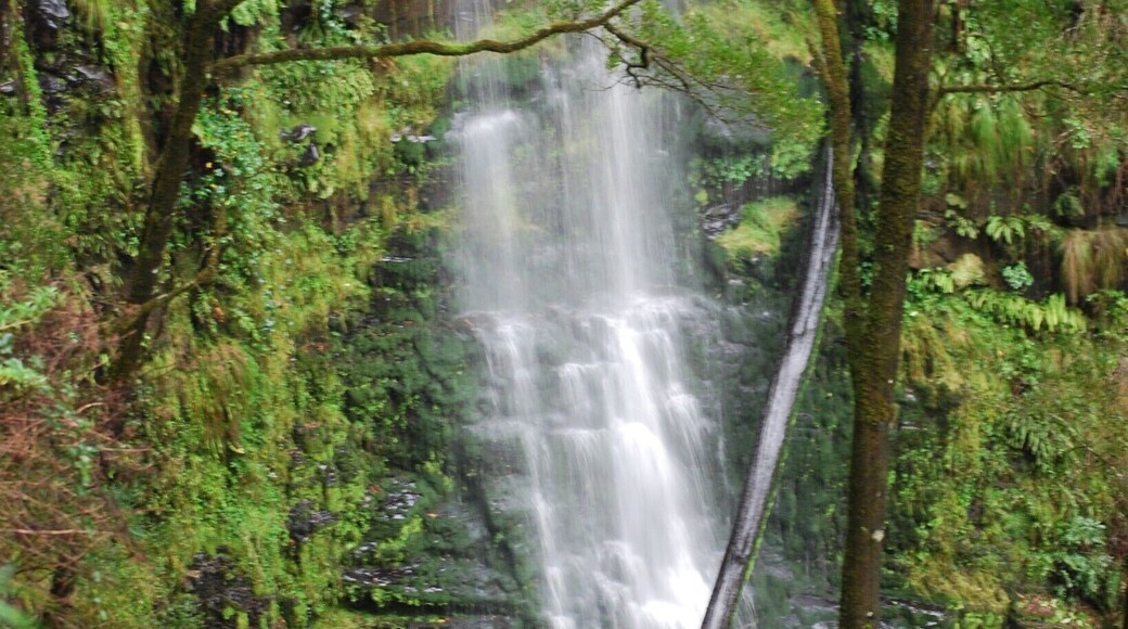 Beautiful waterfall in the Otways, definitely lives up to the hype. There are multiple places to view the falls.
For nature lovers, there is birdlife and fungi everywhere. The walk is popular, though, so you some of the wildlife may be scared away #localgem