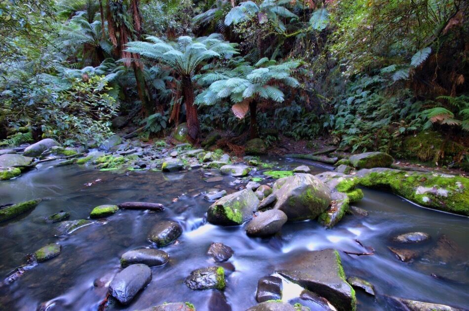 A scene from the Erskine water falls near Lorne, Victoria, Australia.

While driving the majestic Great Ocean Road, west of Melbourne, be sure to take a small deviation and check out the Erskine Falls. The Falls themselves are great, but also check out the free flowing creek at the base of the falls for lovely, cool, fresh Aussie rainforest scenes like this.

#localgem
