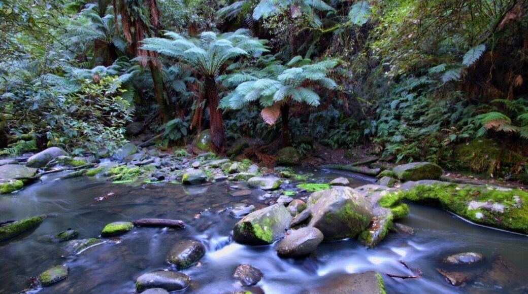 A scene from the Erskine water falls near Lorne, Victoria, Australia.
While driving the majestic Great Ocean Road, west of Melbourne, be sure to take a small deviation and check out the Erskine Falls. The Falls themselves are great, but also check out the free flowing creek at the base of the falls for lovely, cool, fresh Aussie rainforest scenes like this.
#localgem