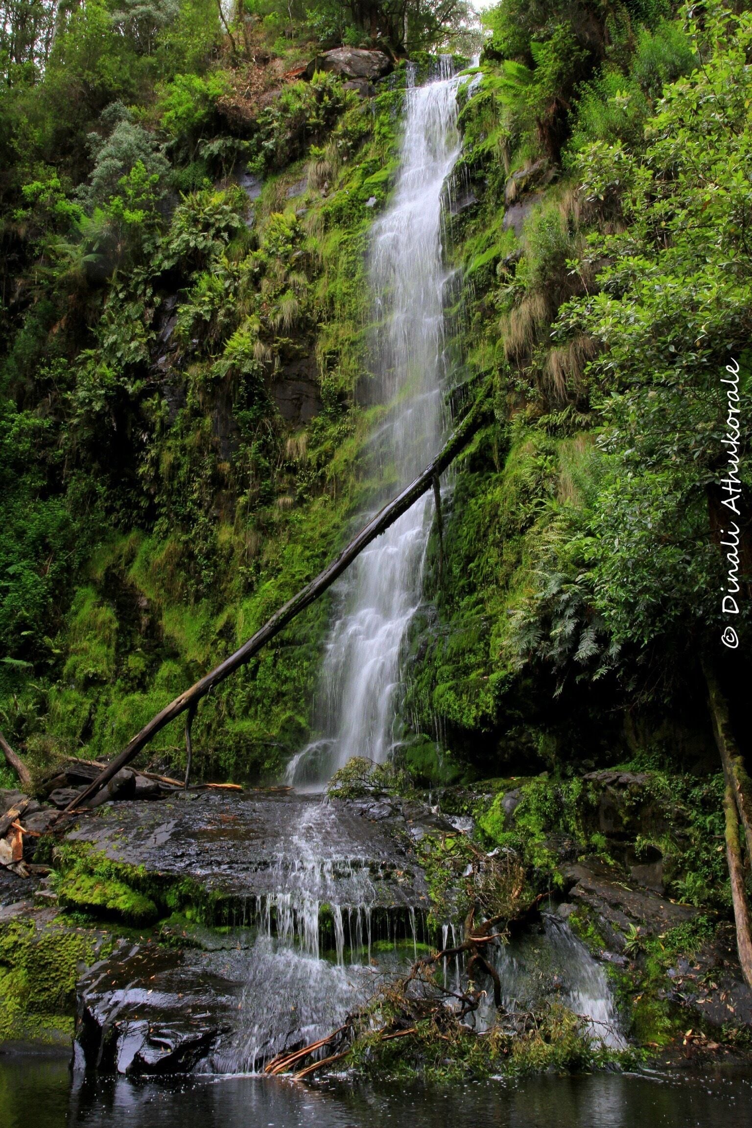 This is one of the many attractions through scenic Great Ocean Road.....A 9km drive from Lorne....this 30m falls is one the famous waterfalls in the Otways.. down some 240 steps to the base of the falls you'll fell the mist of water... 
One can also take the 7.5km walking path- Erskine River track to Lorne along the river passing Splitter falls and Straw falls 
#green