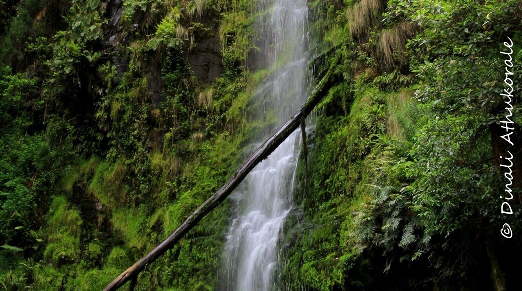 This is one of the many attractions through scenic Great Ocean Road.....A 9km drive from Lorne....this 30m falls is one the famous waterfalls in the Otways.. down some 240 steps to the base of the falls you'll fell the mist of water...
One can also take the 7.5km walking path- Erskine River track to Lorne along the river passing Splitter falls and Straw falls
#green