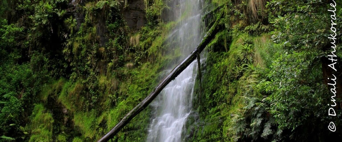 This is one of the many attractions through scenic Great Ocean Road.....A 9km drive from Lorne....this 30m falls is one the famous waterfalls in the Otways.. down some 240 steps to the base of the falls you'll fell the mist of water...
One can also take the 7.5km walking path- Erskine River track to Lorne along the river passing Splitter falls and Straw falls
#green