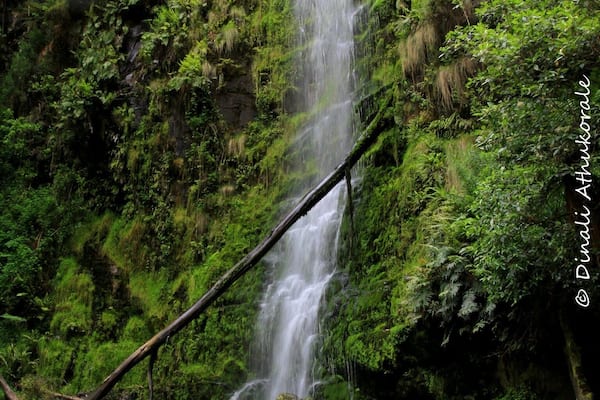This is one of the many attractions through scenic Great Ocean Road.....A 9km drive from Lorne....this 30m falls is one the famous waterfalls in the Otways.. down some 240 steps to the base of the falls you'll fell the mist of water...
One can also take the 7.5km walking path- Erskine River track to Lorne along the river passing Splitter falls and Straw falls
#green