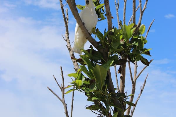 A white bird perched on a tree branch with green leaves against a clear blue sky.