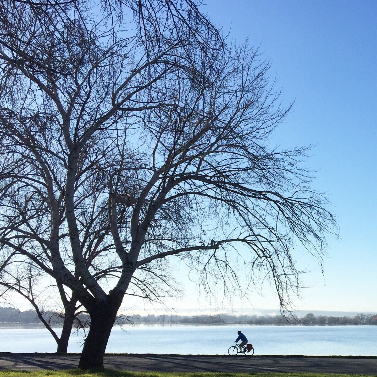 Lake Burley Griffin changes with the seasons. During winter, the trees are stark and bare, long thin branches resemble long hairs drifting in the wind.

#australia #canberra #lovemytown