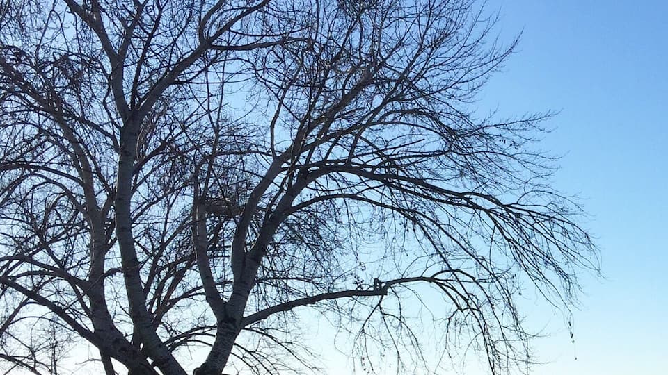 Lake Burley Griffin changes with the seasons. During winter, the trees are stark and bare, long thin branches resemble long hairs drifting in the wind.
#australia #canberra #lovemytown