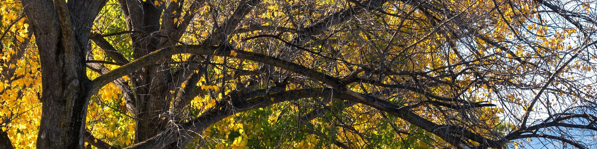 Autumnal landscape with colorful trees alley and Lake Burley Griffin the background. Bowen Park, Canberra, Australian Capital Territory, Australia. Selective focus, shallow DOF