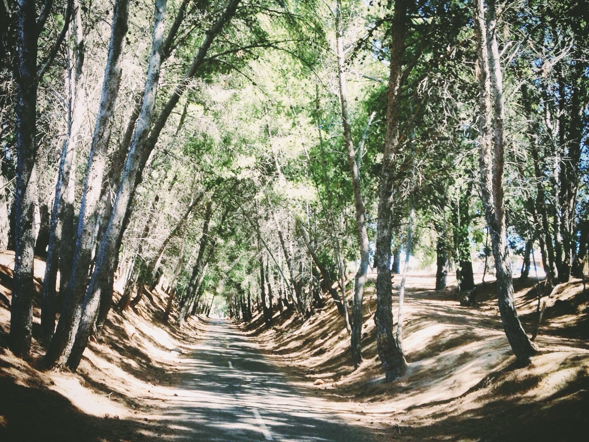 Part of the Coast to Vines walk through Reynella, South Australia. #Hiking