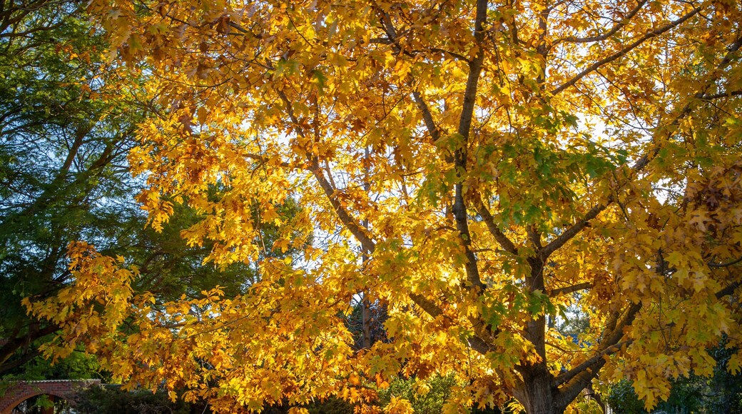 Tanunda which includes autumn leaves