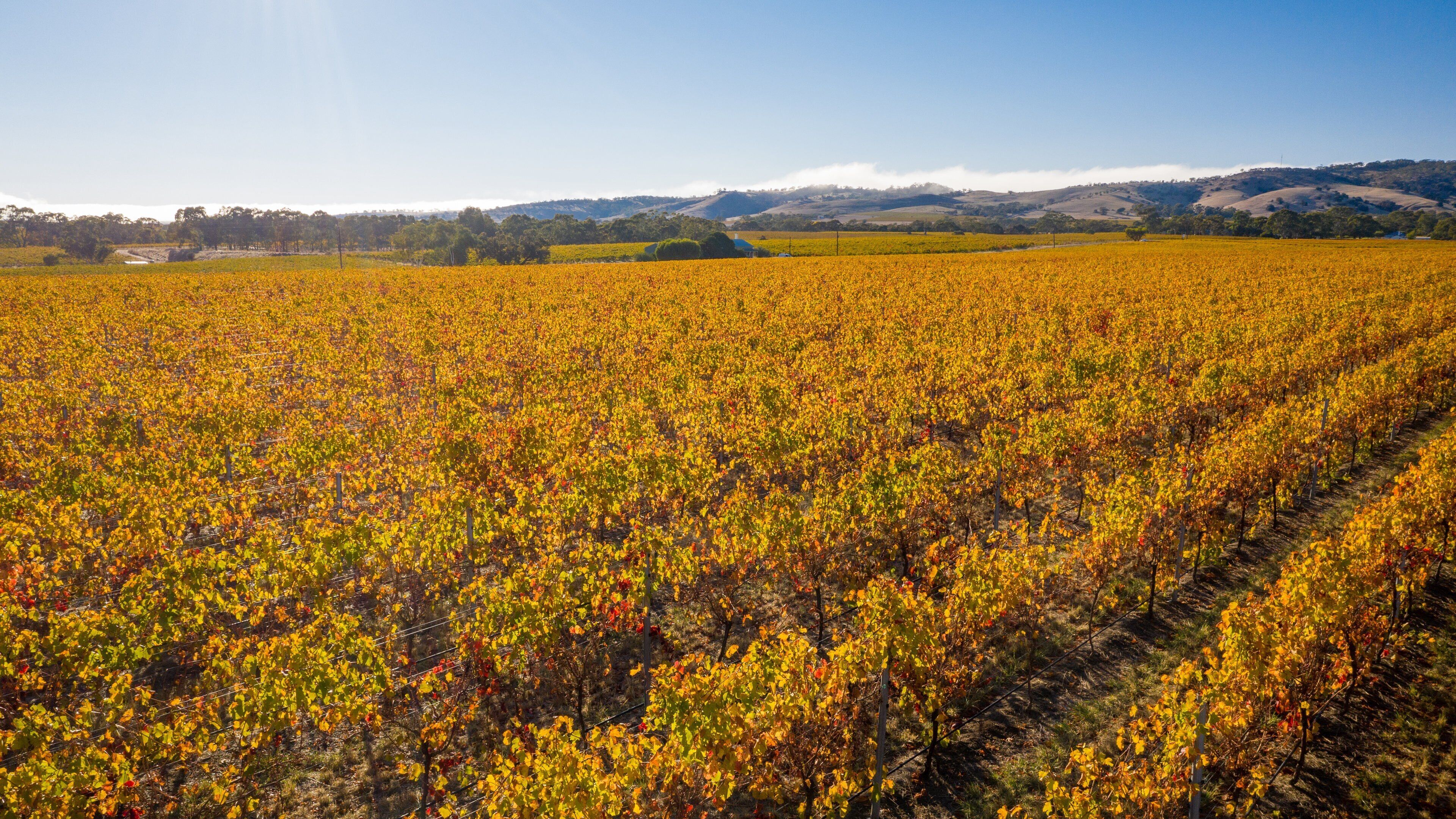 A vineyard with rows of grapevines under a clear sky.