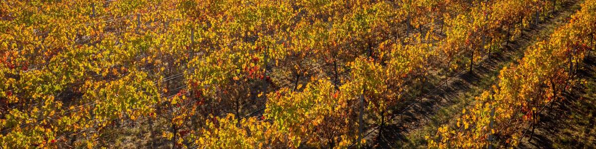 Un vignoble où s’étendent des rangées de vignes sous un ciel dégagé.