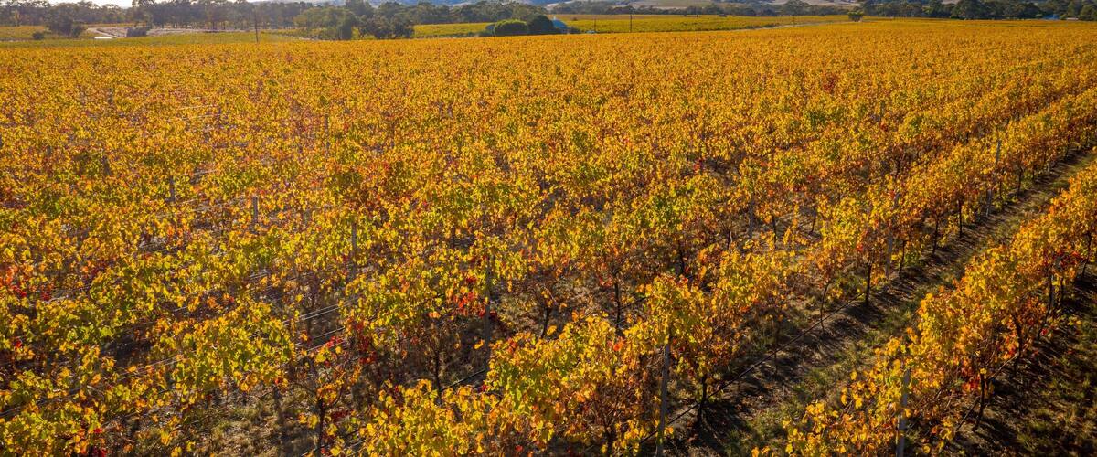 A vineyard with rows of grapevines under a clear sky.