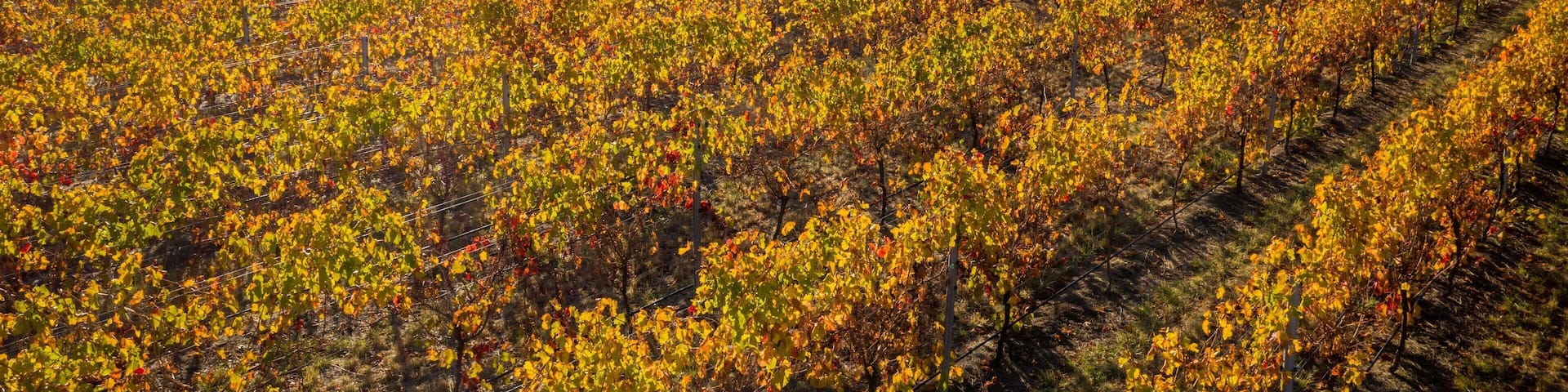A vineyard with rows of grapevines under a clear sky.