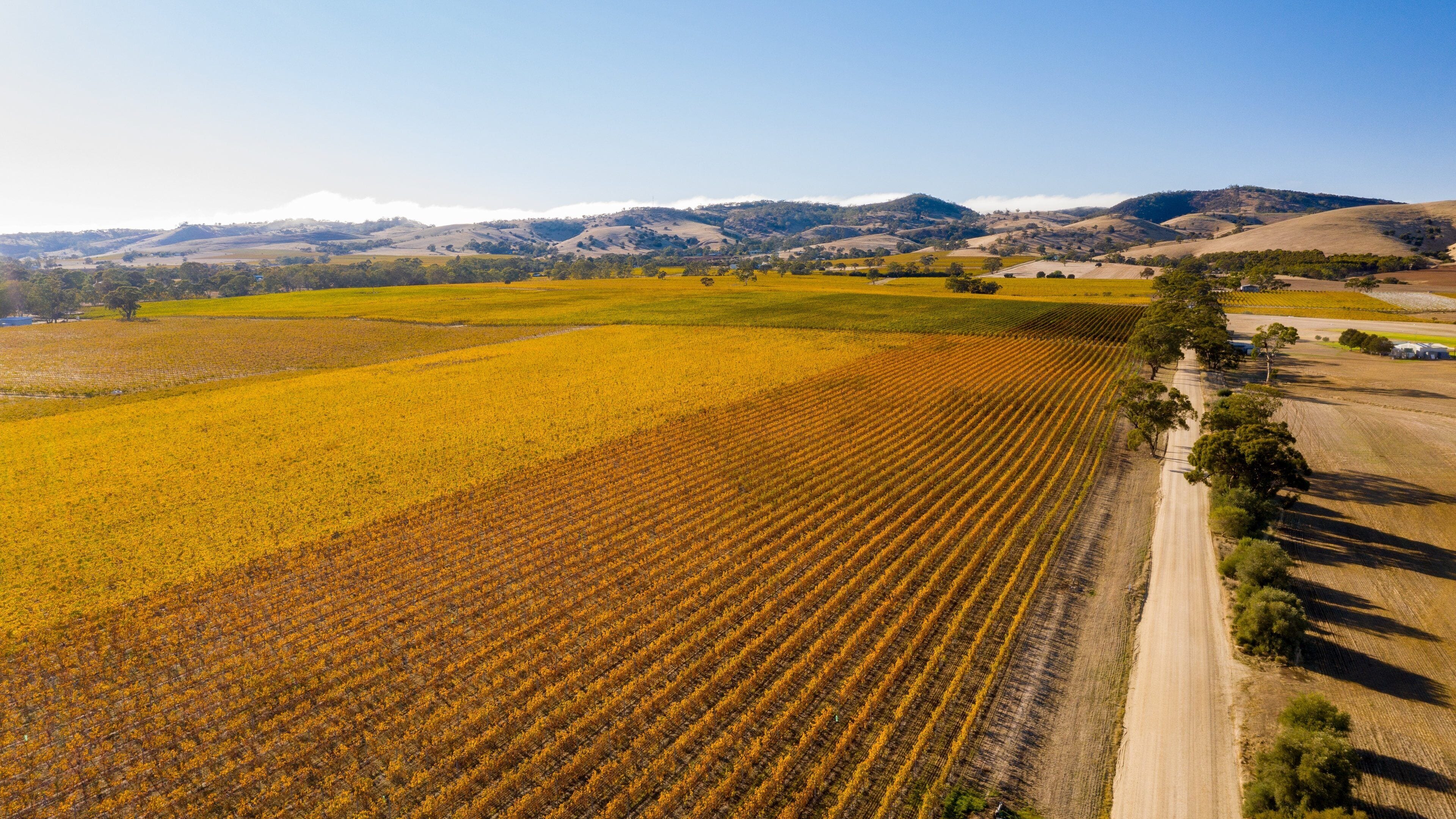 An aerial view of a vast agricultural field with rows of crops, a dirt road, and rolling hills in the background.