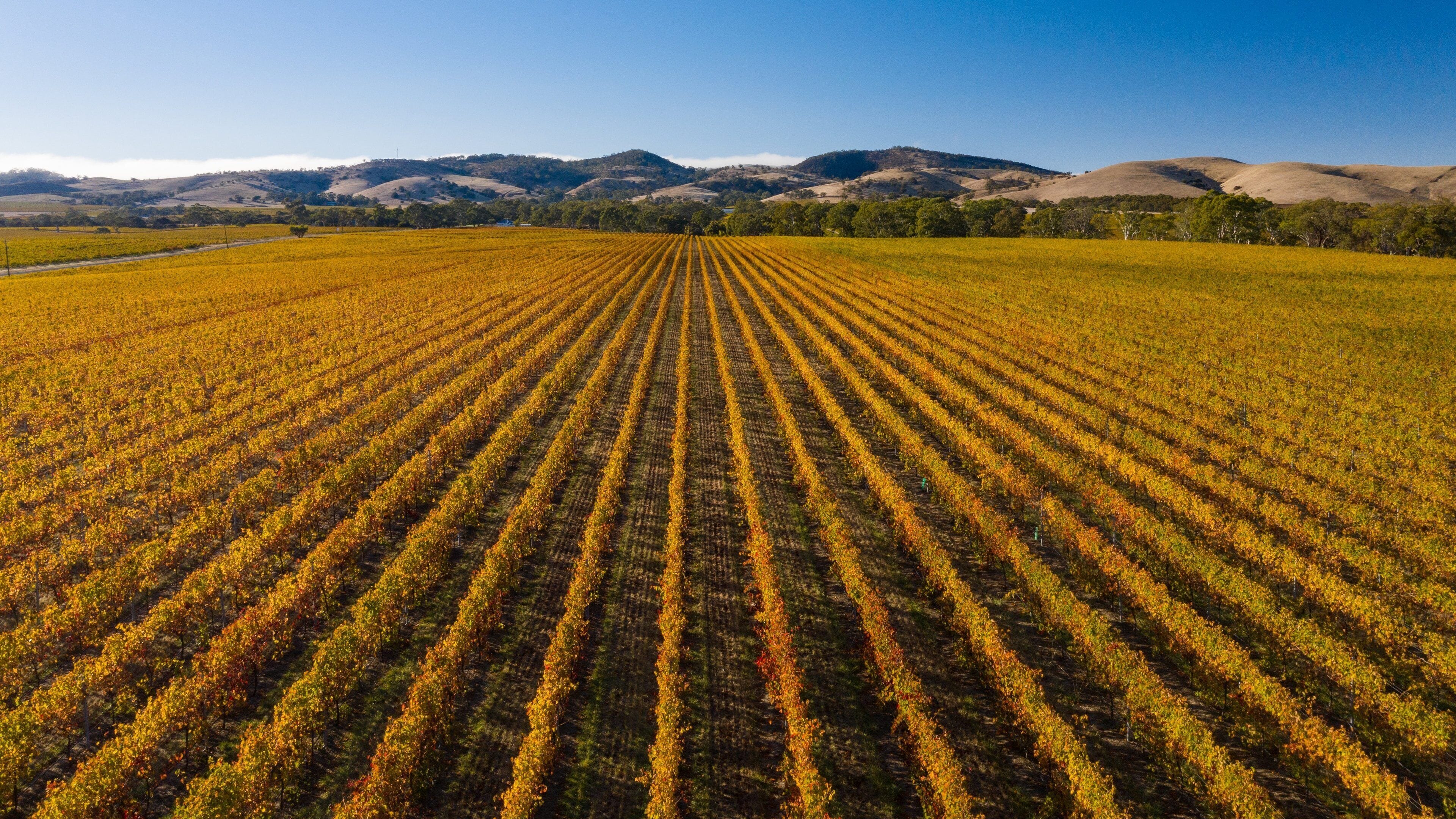 Tanunda which includes farmland