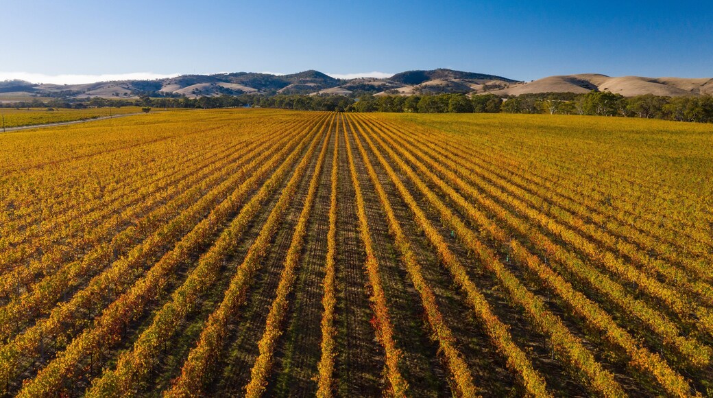 Tanunda which includes farmland