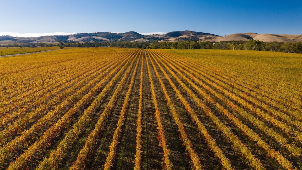 A vast agricultural field with rows of crops under a clear sky.