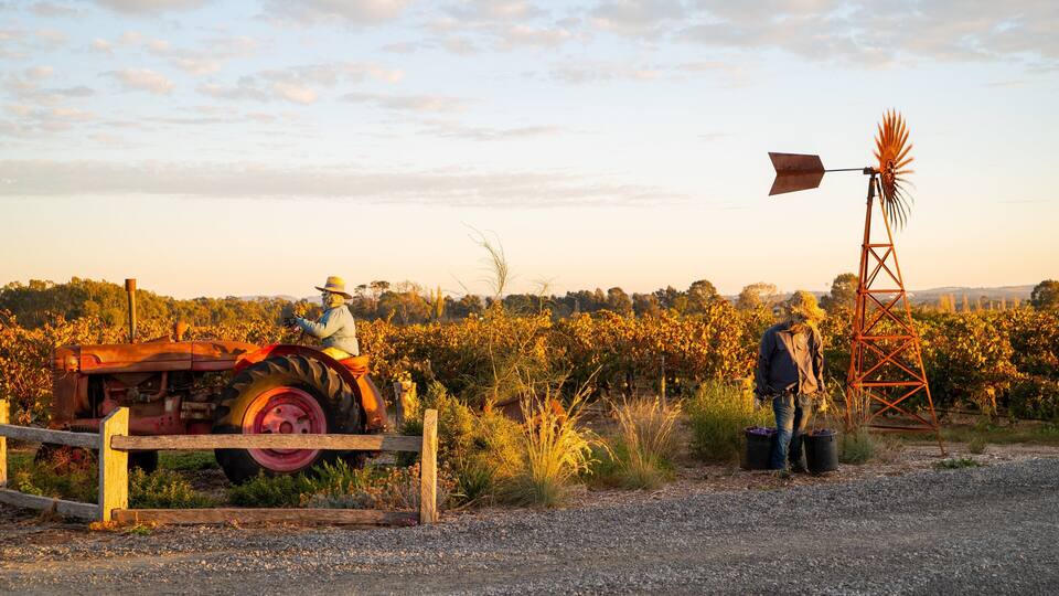 A vineyard with a windmill and a tractor.