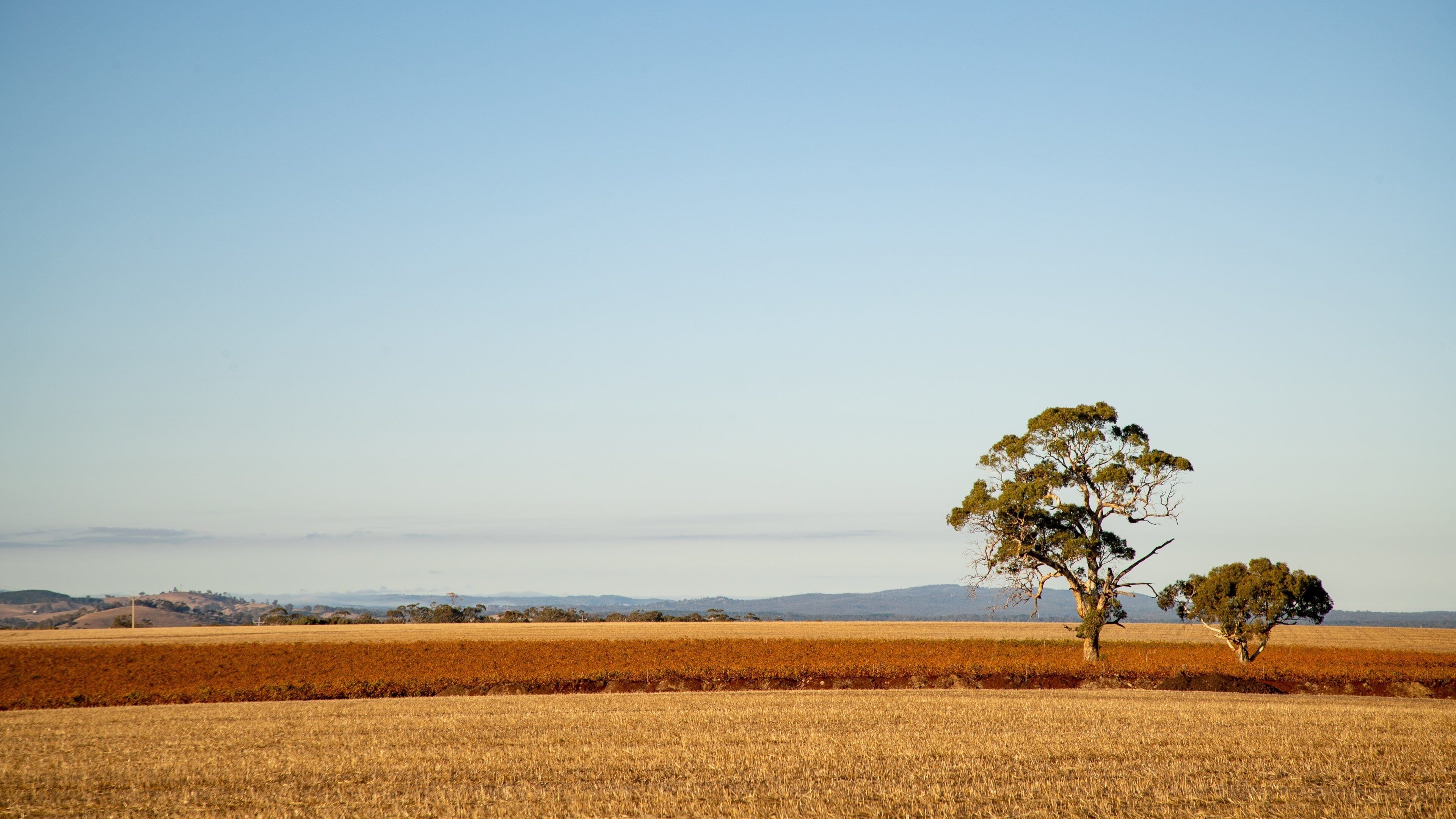 Tanunda featuring tranquil scenes