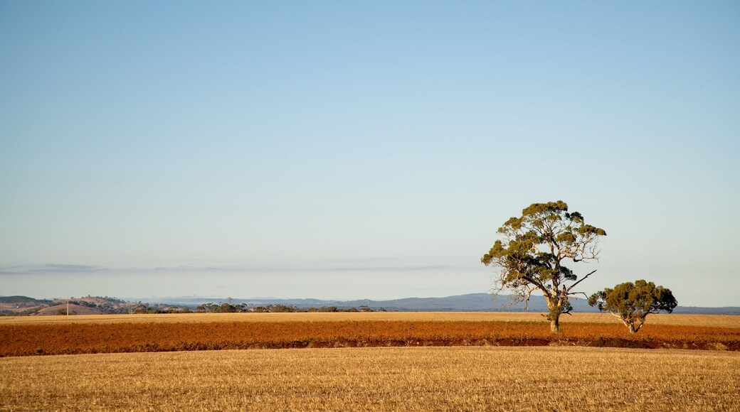 Tanunda featuring tranquil scenes