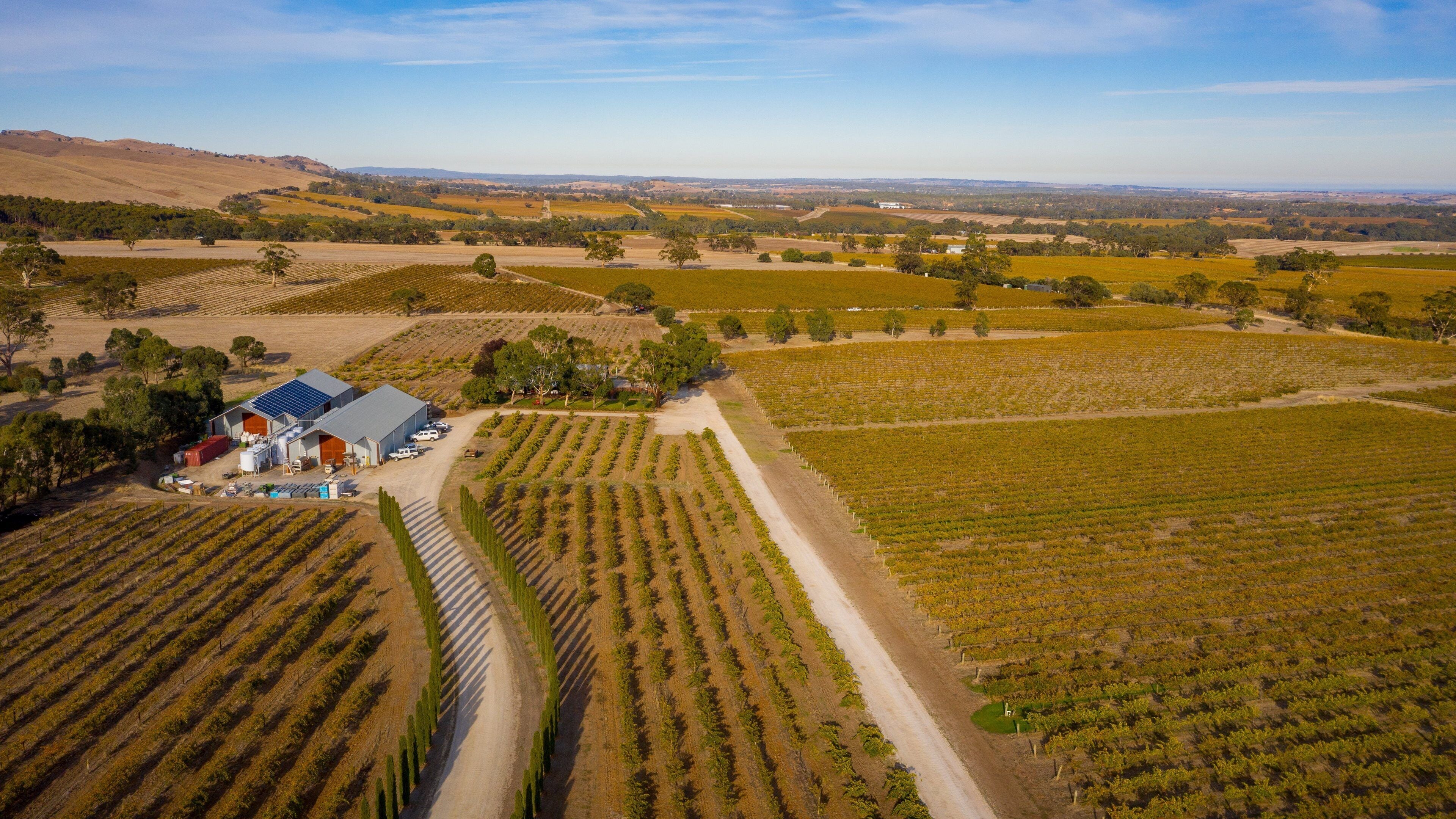 An aerial view of a vineyard with rows of grapevines, a solar-powered building, and rolling hills in the background.