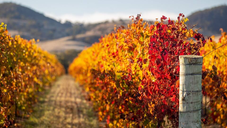 A vineyard with rows of grapevines and a dirt path.
