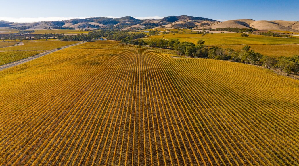 Tanunda featuring tranquil scenes and farmland