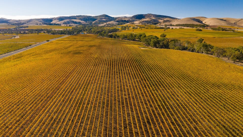 A vast agricultural field with rows of crops, surrounded by rolling hills and sparse trees.
