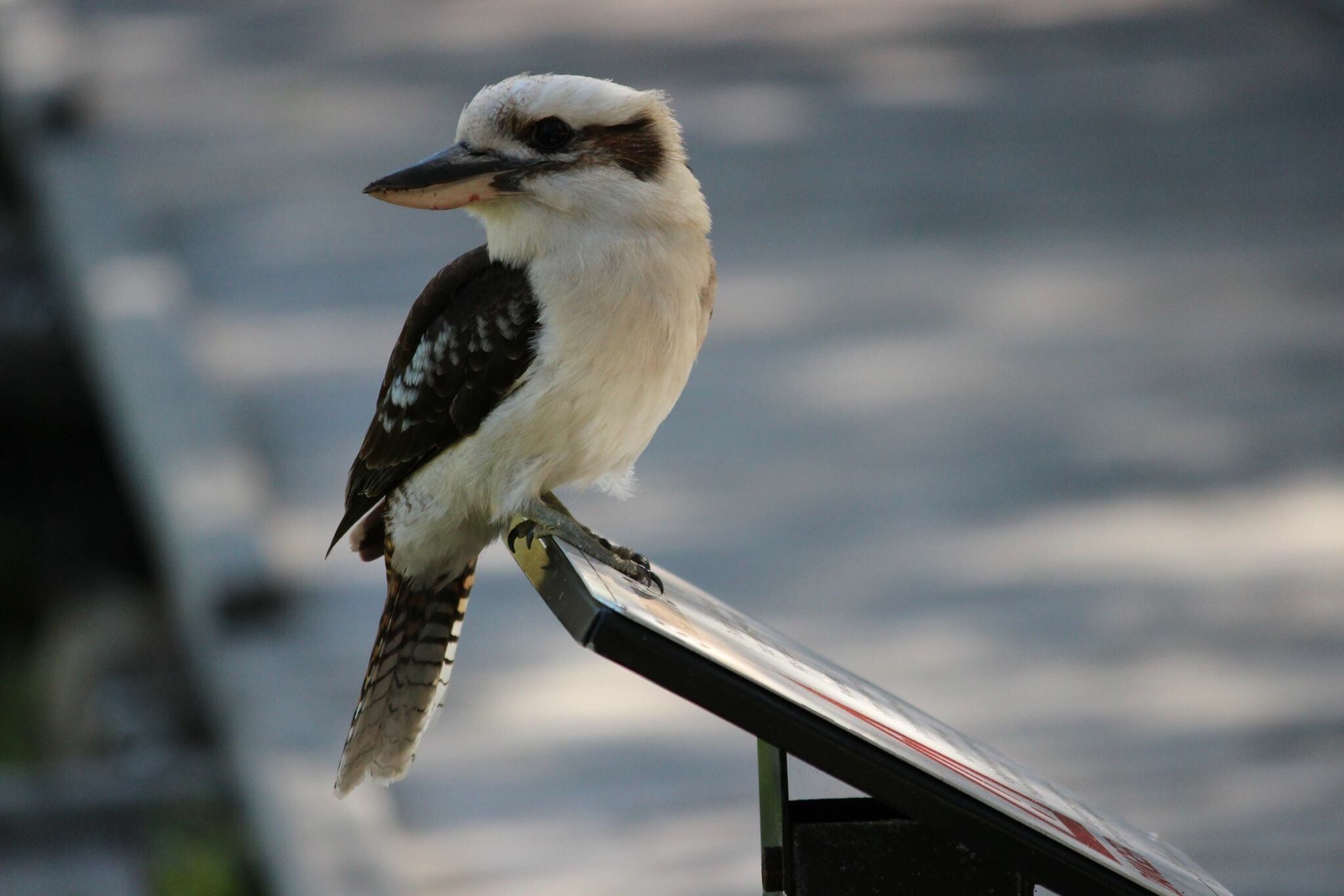 One of my favourite birds in our beautiful country. Shot this in Yanchep Nat Park #kookaburra #australia #australianwildlife #australianbirds 