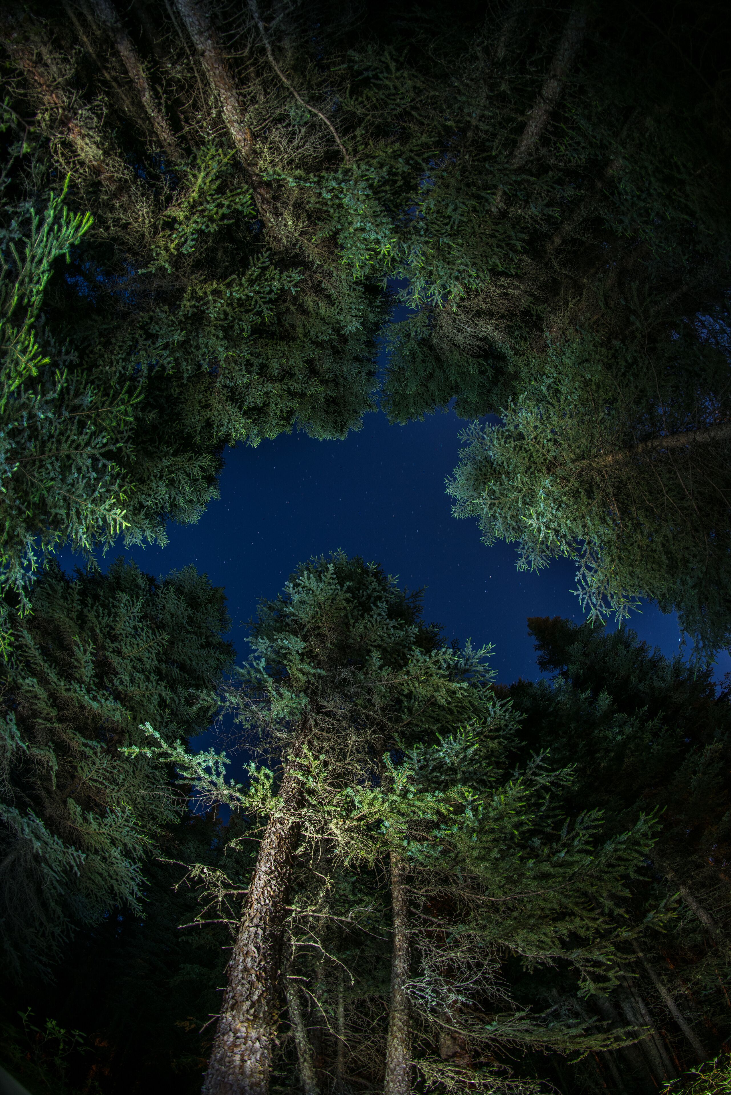 una noche estrellada en un cielo azul intenso, en medio de un bosque de pinos de color verde,  fotografía nocturna tomada en Edson Alberta Canadá,