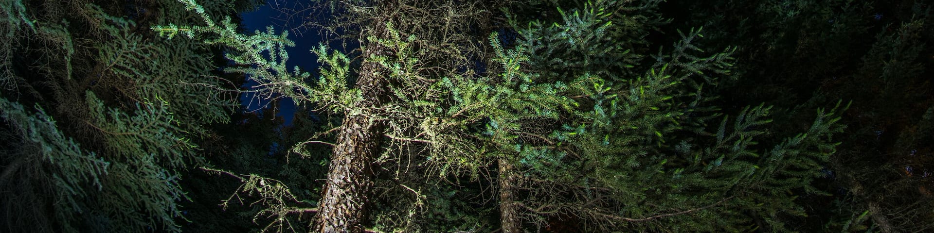 una noche estrellada en un cielo azul intenso, en medio de un bosque de pinos de color verde, fotografía nocturna tomada en Edson Alberta Canadá,