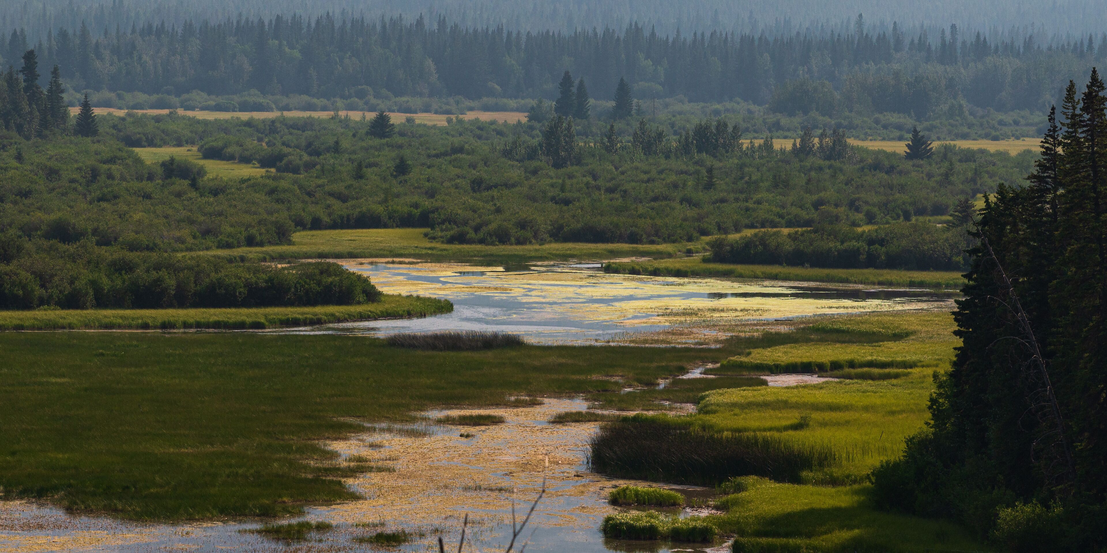 A river meandering through a lush green landscape with dense forests in the background.