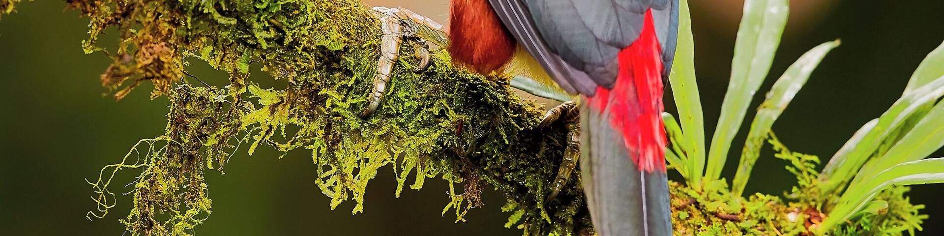 Collared Aracari
These ones are hard to photograph at eye level. I was lucky enough capture this magfnificent bird at eye level. Visit my full gallery at https://creativenatureart.com