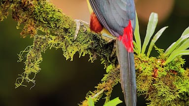 Collared Aracari
These ones are hard to photograph at eye level. I was lucky enough capture this magfnificent bird at eye level. Visit my full gallery at https://creativenatureart.com