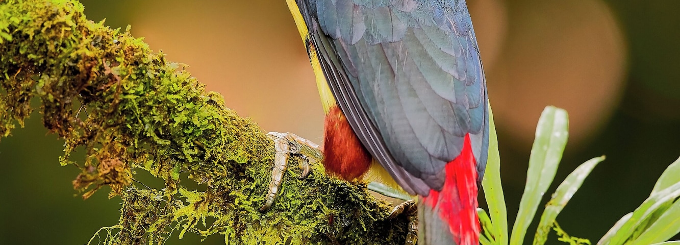 Collared Aracari
These ones are hard to photograph at eye level. I was lucky enough capture this magfnificent bird at eye level. Visit my full gallery at https://creativenatureart.com