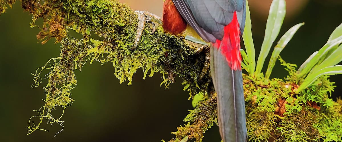 A toucan perched on a moss-covered branch.