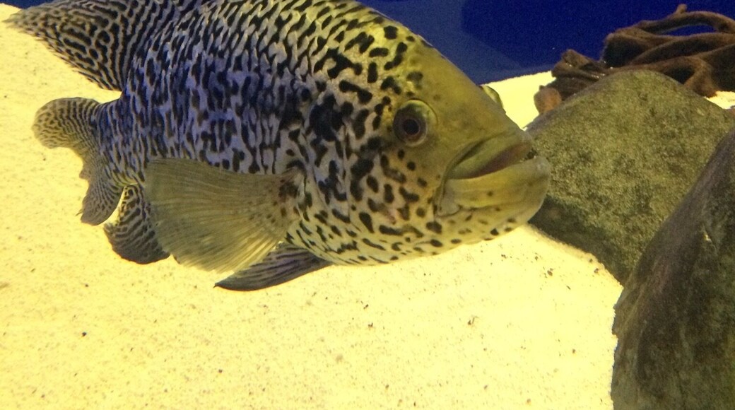 Jaguar Cichlid, ocean aquarium, Protaras, Cyprus.