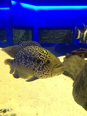 Jaguar Cichlid, ocean aquarium, Protaras, Cyprus.