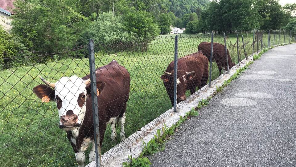 A fenced pasture with cows, a road, and a house in the background.