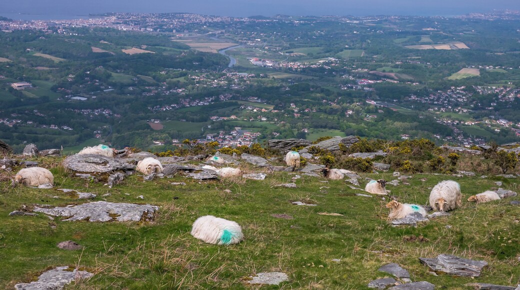 Sheep in the Larrun area, Basque Country, France